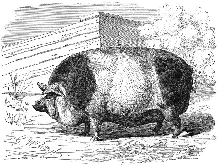 Harrison boar.jpg