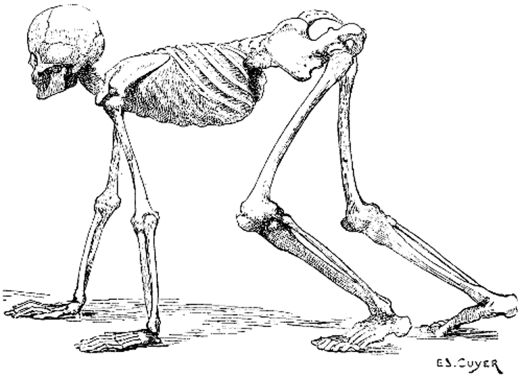 A Human Skeleton in the Attitude of a Quadruped