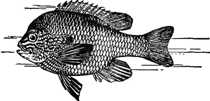 Long-eared Sunfish.jpg