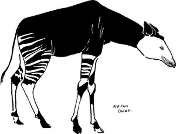 Aftican Okapi.jpg