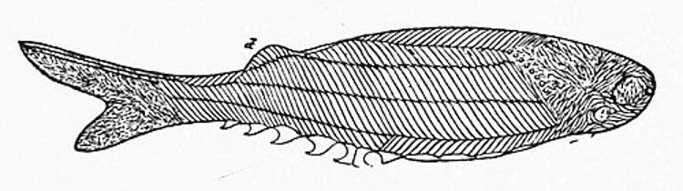 The oldest fossil fish known—discovered in the Upper Silurian strata of Scotland, and named Birkenia by Professor Traquair.jpg