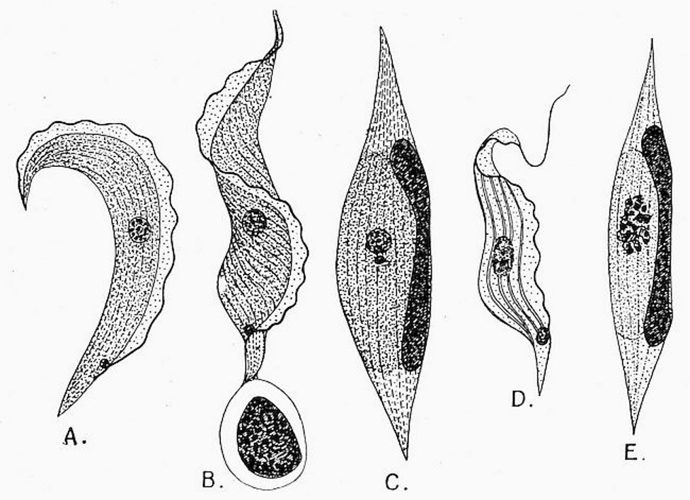 Trypanosoma Ziemanni, from the blood of the little owl.jpg