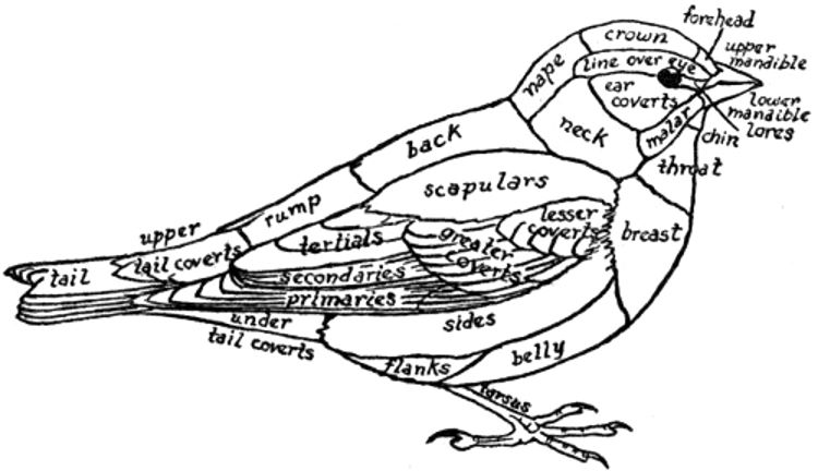 Topography of a Bird.jpg