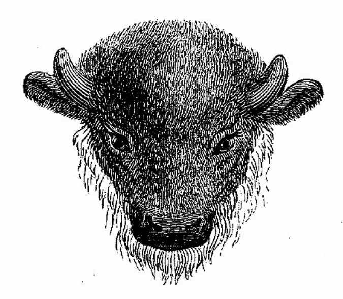 Head of young male Bison.jpg