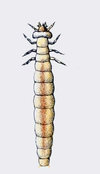 Dryocora howittii - Larva.jpg