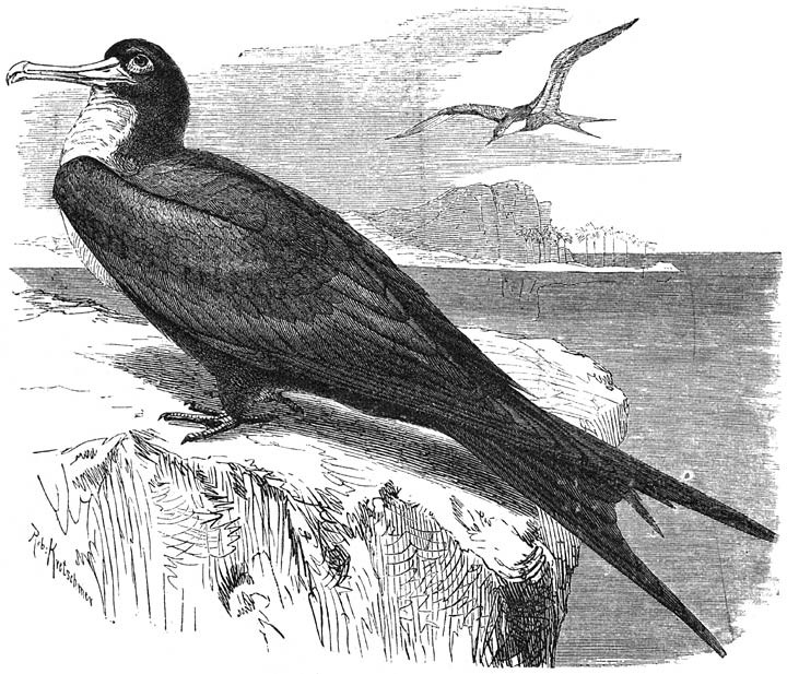Frigate bird.jpg