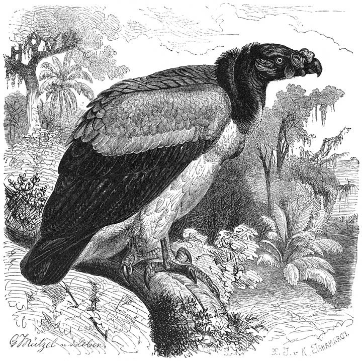 King Vulture.jpg
