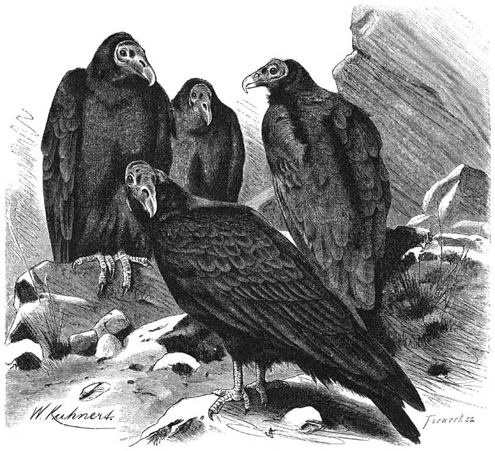 Turkey Vulture.jpg