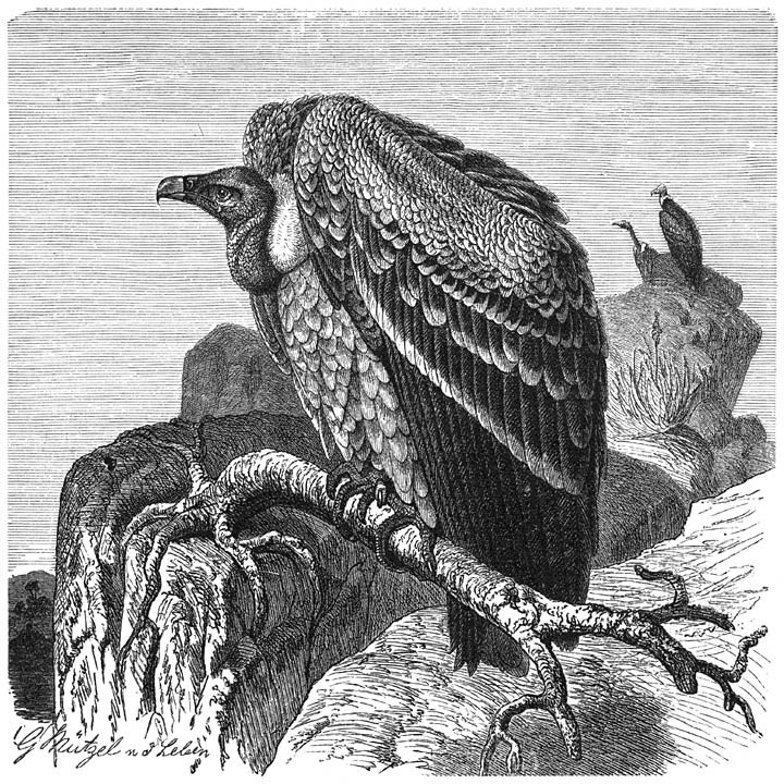 Sparrowhawk Vulture.jpg