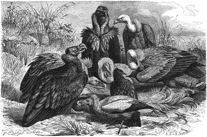 Southern European Vultures.jpg