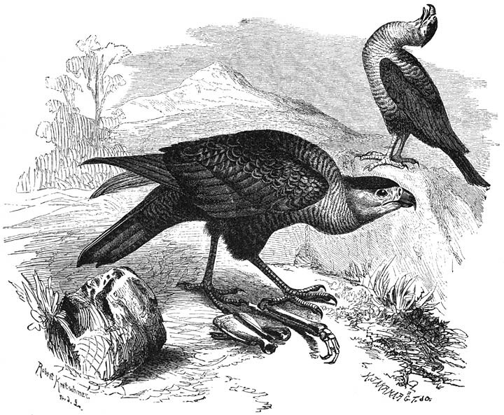 Vulture Buzzards.jpg