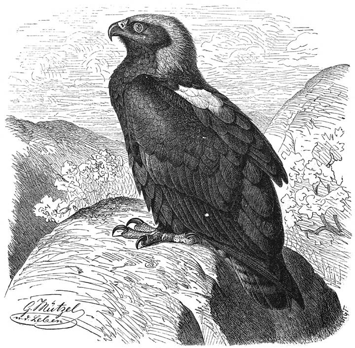 The King or Imperial Eagle