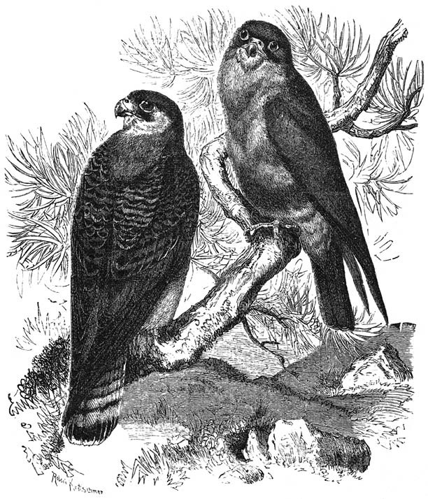 The Red-footed Falcon.jpg