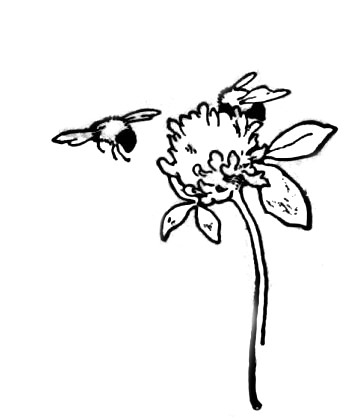 Bees on clover 2.jpg