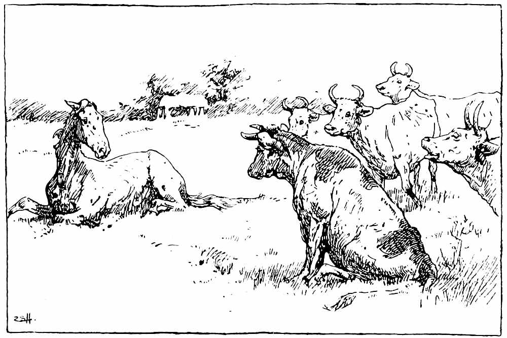 Cows and horse