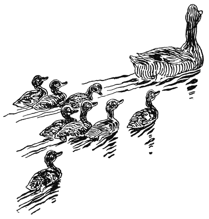 Ducks Swimming (2).png