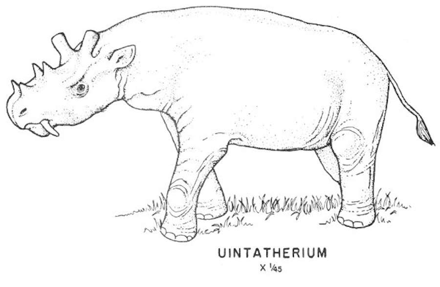 Tertiary mammals - Uintatherium.jpg