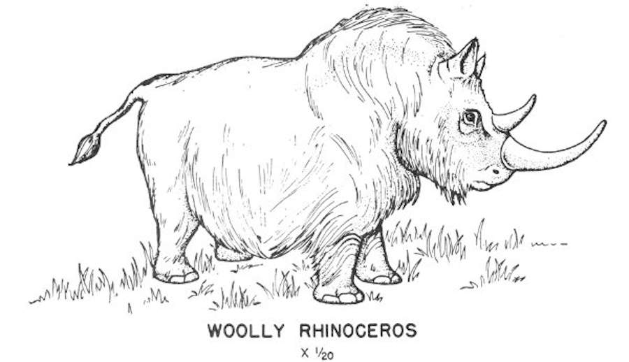 Cenozoic mammals - Woolly Rhinoceros