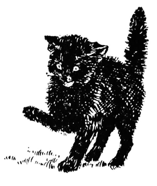 Black kitten.jpg
