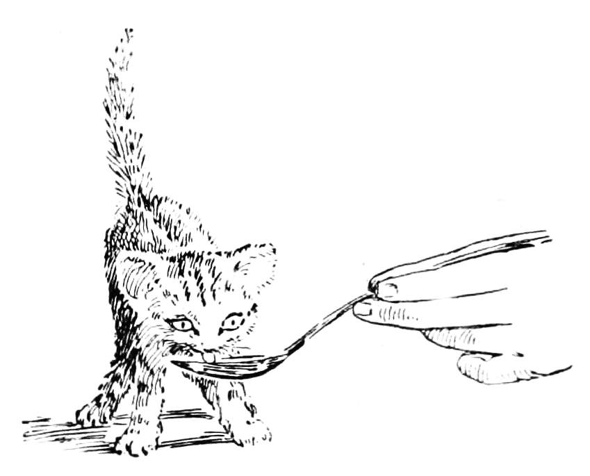 Spoon-feeding kitten